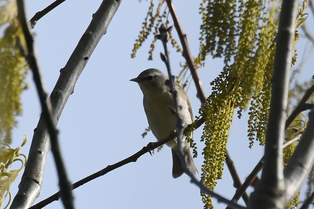 Warbler, Tennessee, 2017-05166324 Parker River NWR, MA.JPG - Tennessee Warbler. Parker River National Wildlife Refuge, MA, 5-16-2017